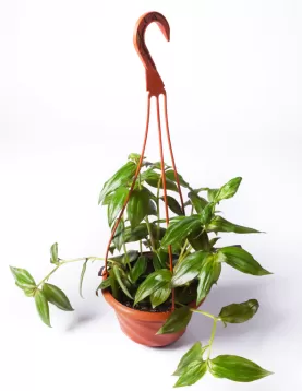 TRADISCANTIA HANGING 16Cm