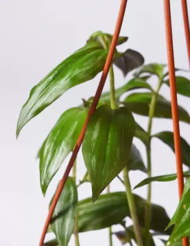 TRADISCANTIA HANGING 16Cm
