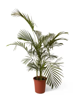 ARECA Pot 35 CM Hight 190 CM