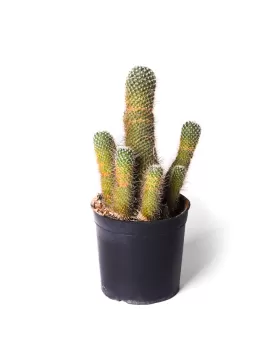 CACTUS 14Cm RED