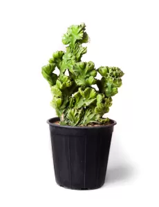 EUPHORBIA LACTE 30Cm - HEIGHT 80CM