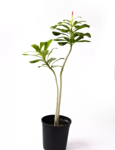 ADENIUM OBESUM 18Cm - HEIGHT 70CM