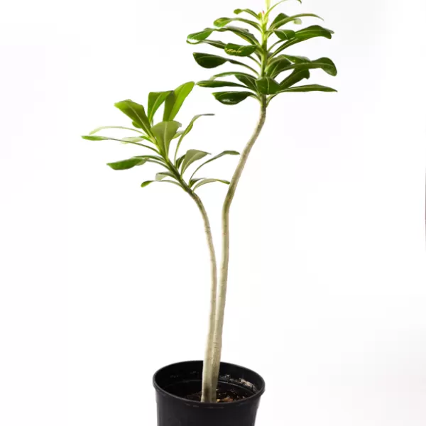 ADENIUM OBESUM 18Cm - HEIGHT 70CM