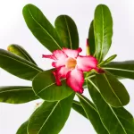 ADENIUM OBESUM 18Cm - HEIGHT 70CM