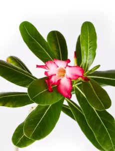 ADENIUM OBESUM 18Cm - HEIGHT 70CM