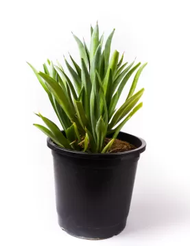 AGAVE DESMETTIANA 35 CM - HEIGHT 70CM
