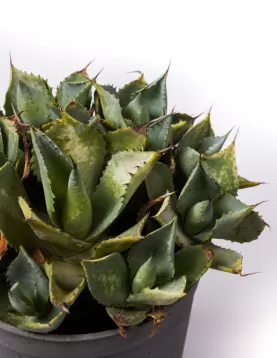 AGAVE POTATORUM 19Cm - HEIGHT 35CM