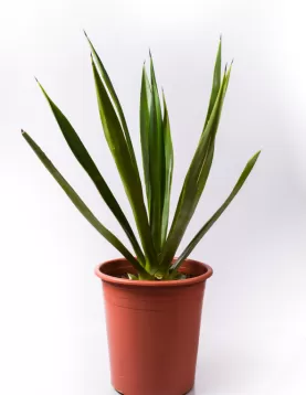 AGAVE TEQUILANA  30Cm - HEIGHT 80CM
