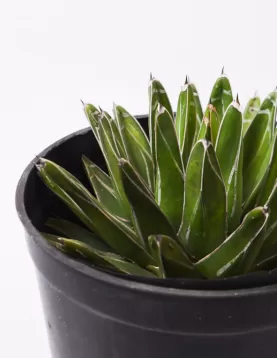 AGAVE VICTORIA REGINAE 18Cm - Hight 40 CM