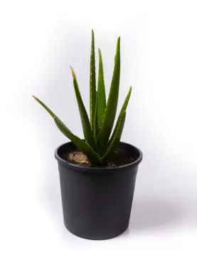 ALOE VERA 30CM - HEIGHT 60CM
