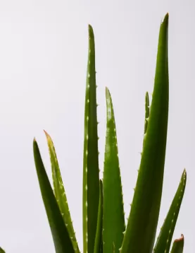 ALOE VERA 30CM - HEIGHT 60CM