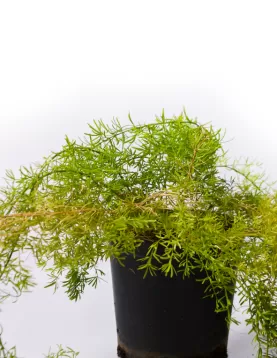 ASPARAGUS SPRINGERI 18Cm - HEIGHT 25CM