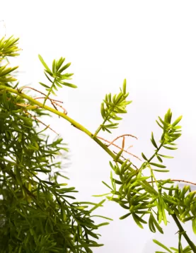 ASPARAGUS SPRINGERI 18Cm - HEIGHT 25CM
