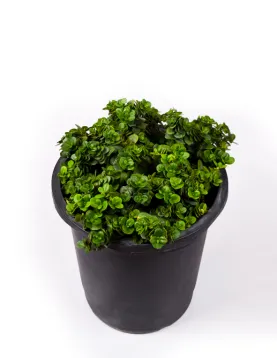 CARISIA BOXWOOD 14Cm - HEIGHT 40CM