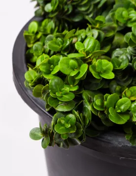 CARISIA BOXWOOD 14Cm - HEIGHT 40CM