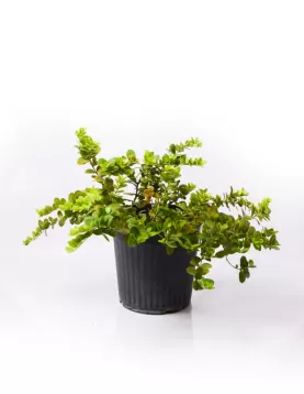 CARISSEA MICROCARPA 18Cm - HIGHT 30 CM