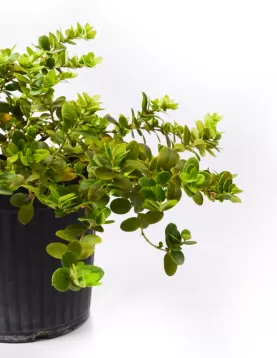 CARISSEA MICROCARPA 18Cm - HIGHT 30 CM