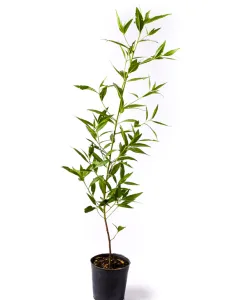 CONOCARPUS 25C POT - HEIGHT 60CM