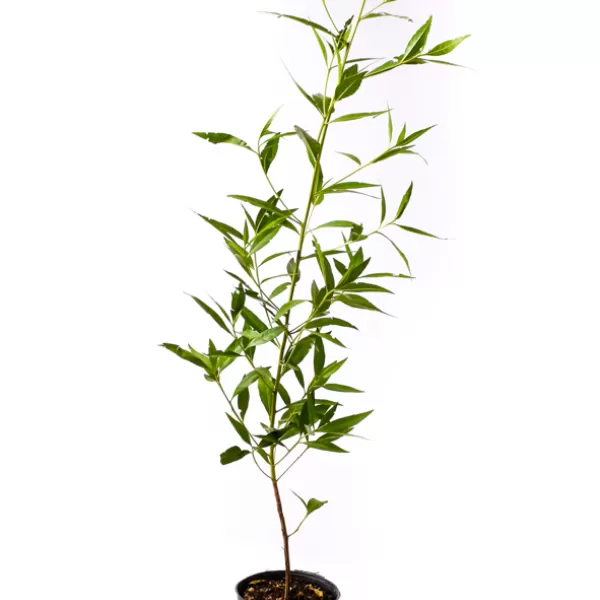CONOCARPUS 25C POT - HEIGHT 60CM