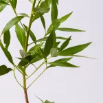 CONOCARPUS 25C POT - HEIGHT 60CM