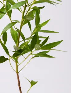 CONOCARPUS 25C POT - HEIGHT 60CM