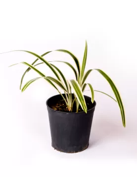 DIANELLA  18Cm - HEIGHT 30CM