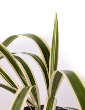 DIANELLA  18Cm - HEIGHT 30CM