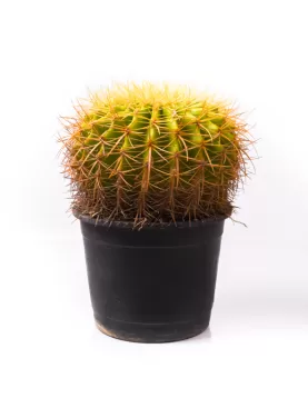 ECHINOCACTUS SINGLE 18Cm - HEIGHT 30CM