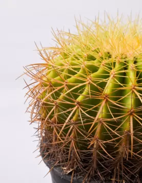 ECHINOCACTUS SINGLE 18Cm - HEIGHT 30CM