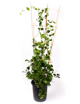 JASMIN ESTANBOLI  30Cm - HEIGHT 110CM