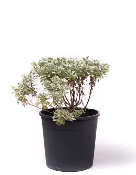 LAVANDER  BLUE 30CM - HEIGHT 80CM