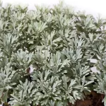 لافيندر الحوض 30 سم-  الارتفاع 80 سم