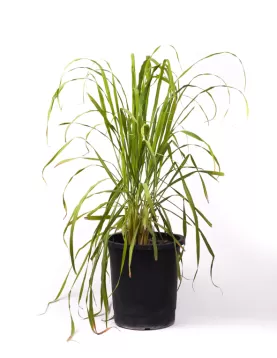 LEMON GRASS 30Cm