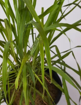 LEMON GRASS 30Cm