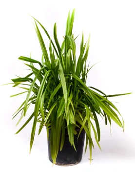 PANDANUS 30Cm - HEIGHT 40CM