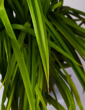 PANDANUS 30Cm - HEIGHT 40CM