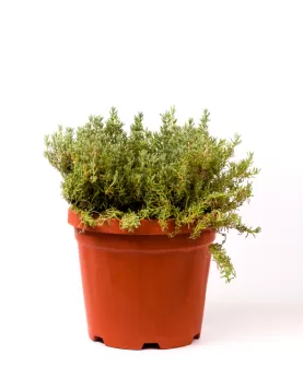 SANTOLINA (SHIYA) 25CM - HEIGHT 70CM