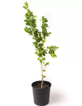 Sider 14Cm- HEIGHT 50CM