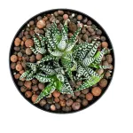 HAWORTHIA - POT 16 CM HEIGHT 22 CM