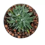 HAWORTHIA -YELLOW POT 16 CM  HEIGHT 22 CM