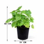 SYNGONIUM GREEN POT 19CM HEIGHT 50CM