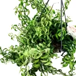 AESCYANTHUS HANGING POT  15CM HEIGHT 30CM