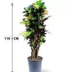 CODIAEUM ICETON POT 24CM HEIGHT  110CM