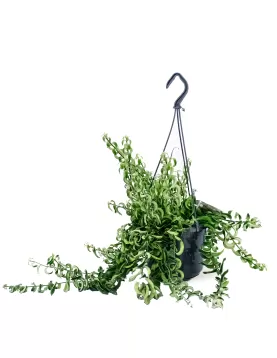 AESCYANTHUS HANGING POT  15CM HEIGHT 30CM