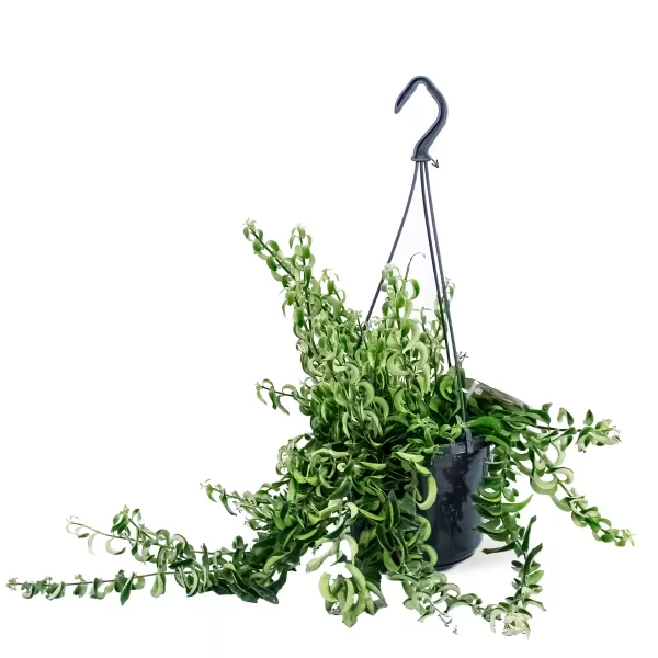 AESCYANTHUS HANGING POT  15CM HEIGHT 30CM