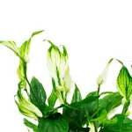 SPATHIPHYLLUM CHOPIN POT 10CM HEIGHT 30CM