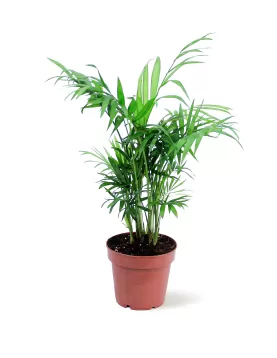 CHAMADOREA ELEGANS POT 12CM HEIGHT 45CM