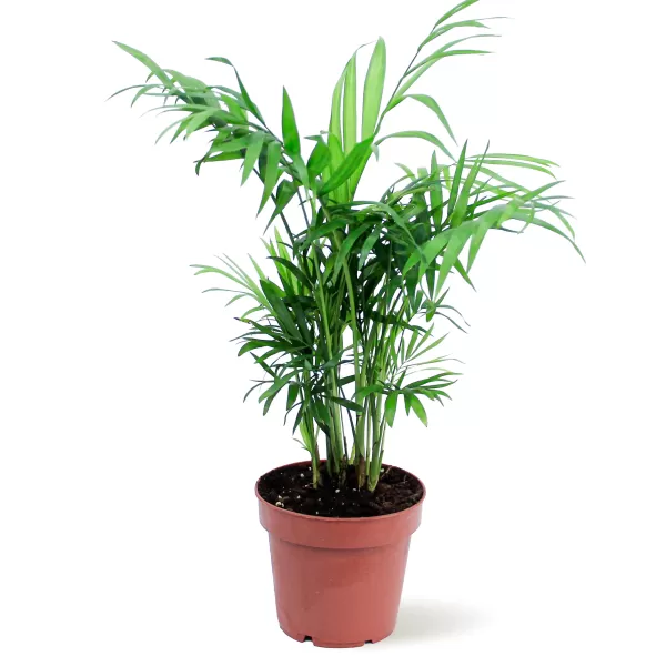 CHAMADOREA ELEGANS POT 12CM HEIGHT 45CM