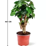 POLYCIAS POT 12CM HEIGHT 40CM