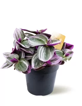 TRADESCANTIA ALB. NANOUK POT 12 CM HEIGHT 20 CM
